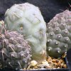 Tephrocactus_geometricus_1